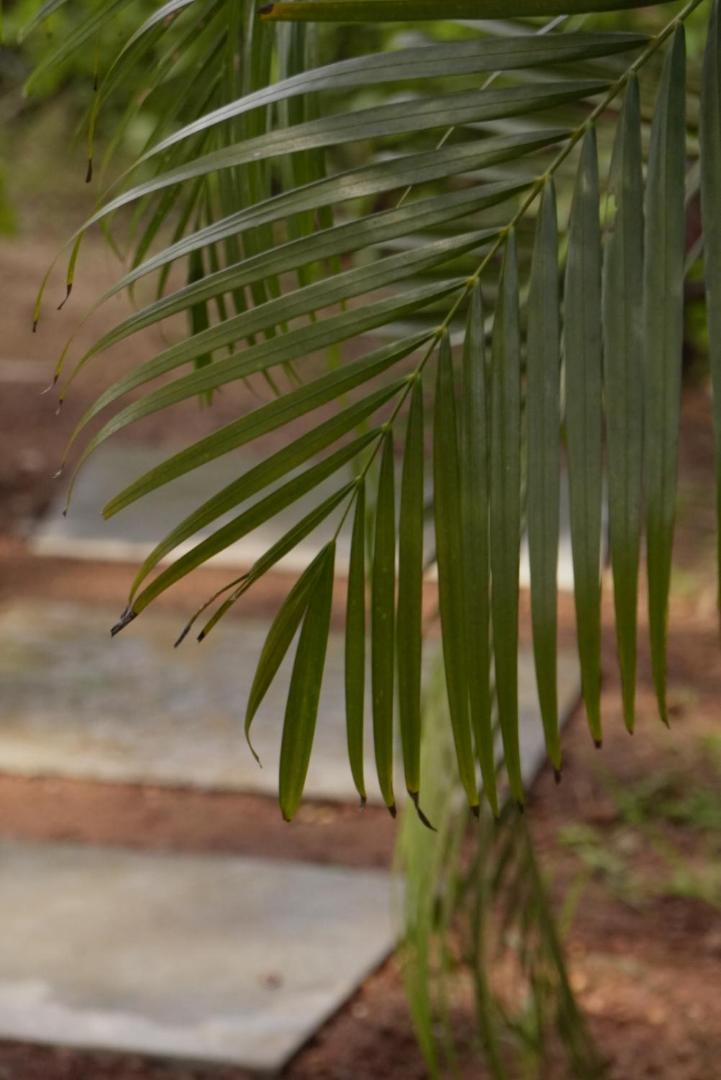 Coco Inn Goa Candolim Exterior foto